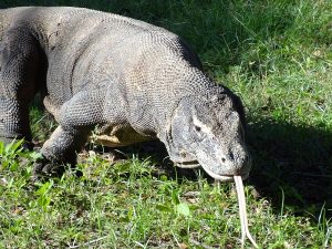 Bali Komodo Island tours