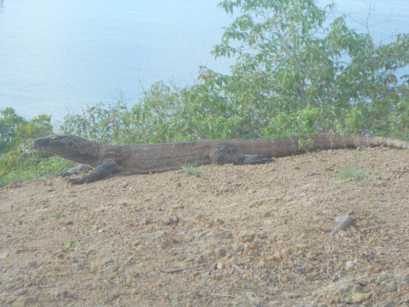Komodo tours