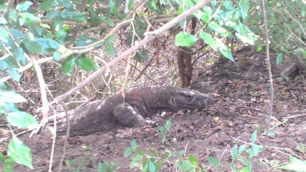 Komodo island
